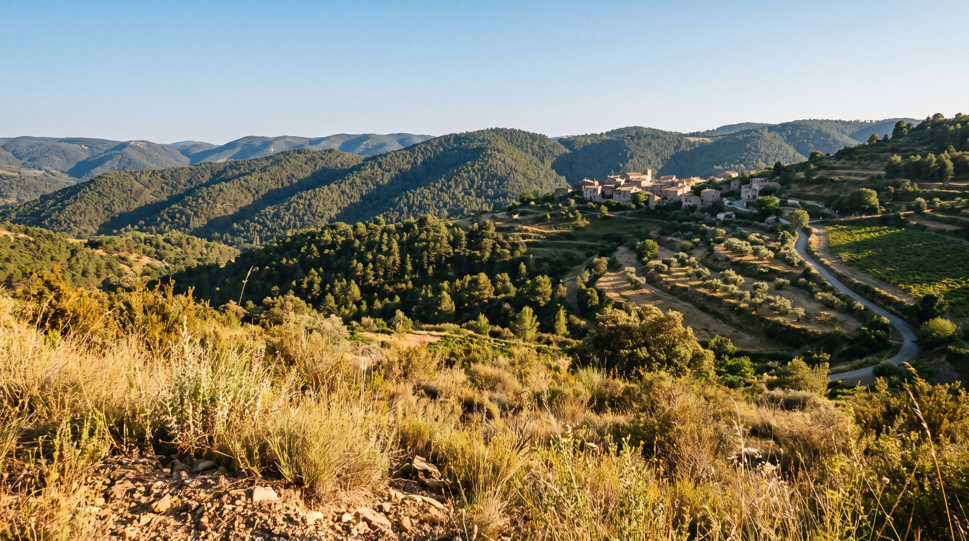 Hilltop village surrounded by pine forest, olive terraces and dry scrub in late summer light